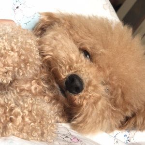 Meet your Posher, Lucy